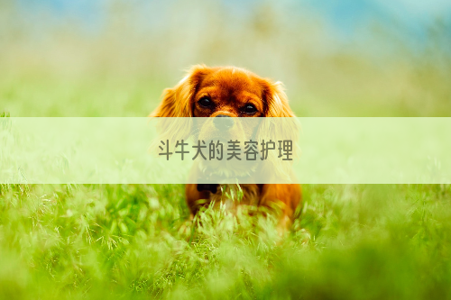 斗牛犬的美容护理