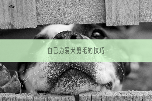 自己为爱犬剪毛的技巧