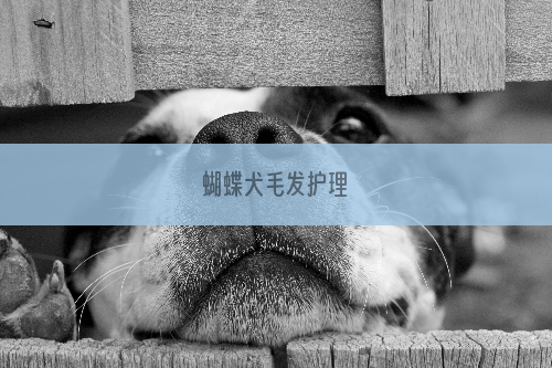 蝴蝶犬毛发护理
