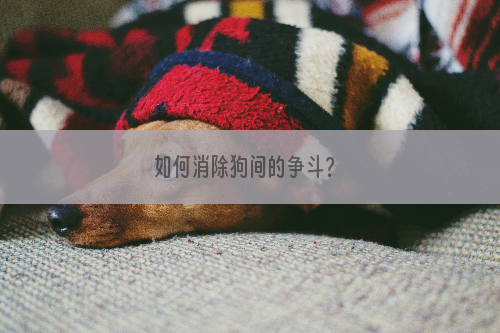 如何消除狗间的争斗？