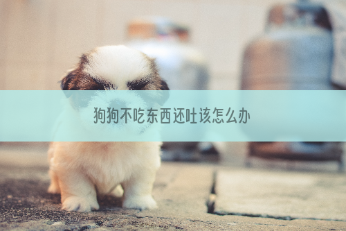 狗狗不吃东西还吐该怎么办