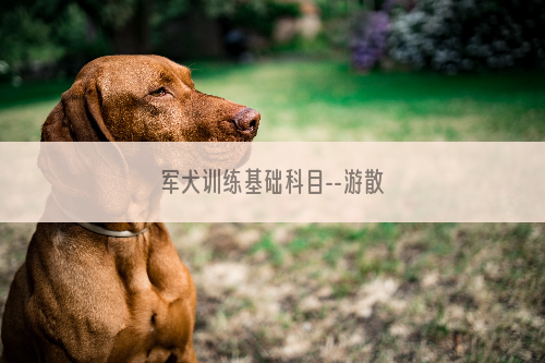 军犬训练基础科目--游散
