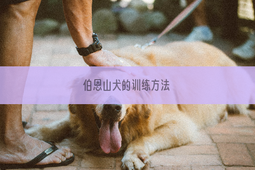 伯恩山犬的训练方法