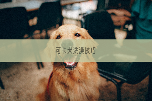 可卡犬洗澡技巧