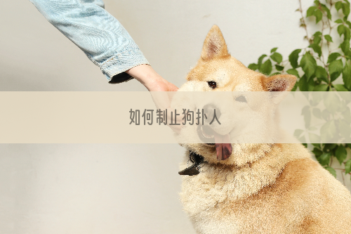 如何制止狗扑人