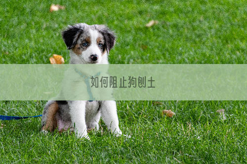 如何阻止狗刨土