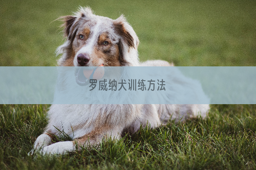 罗威纳犬训练方法