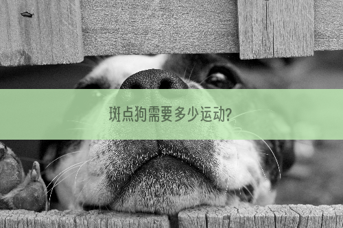 斑点狗需要多少运动?