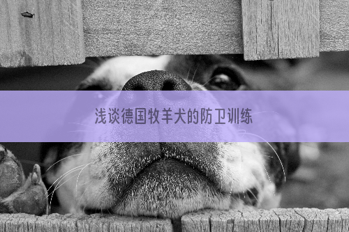 浅谈德国牧羊犬的防卫训练