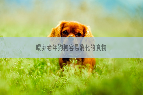 喂养老年狗狗容易消化的食物