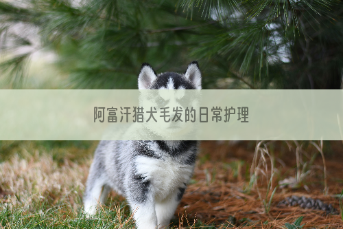 阿富汗猎犬毛发的日常护理