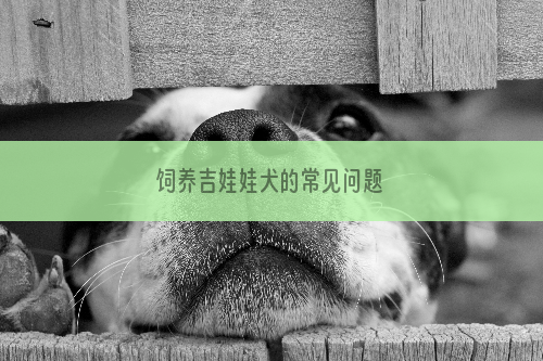 饲养吉娃娃犬的常见问题