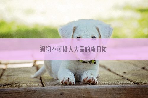 狗狗不可摄入大量的蛋白质