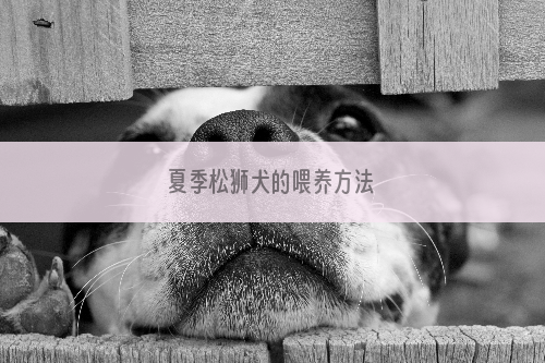 夏季松狮犬的喂养方法