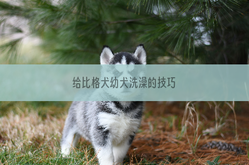 给比格犬幼犬洗澡的技巧