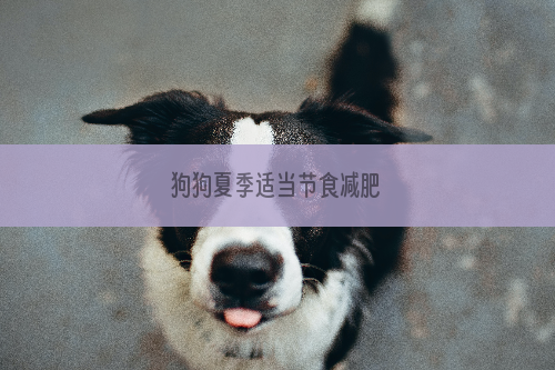 狗狗夏季适当节食减肥