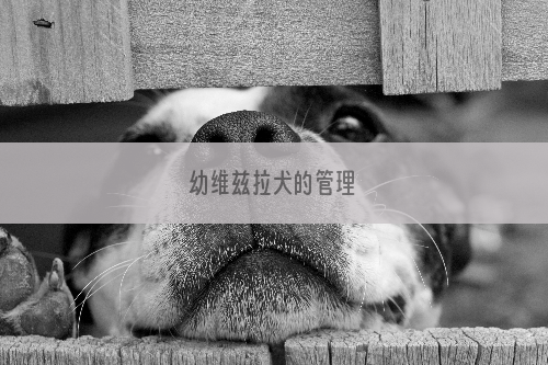 幼维兹拉犬的管理