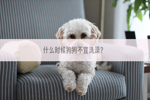 什么时候狗狗不宜洗澡？