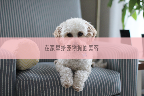 在家里给宠物狗的美容