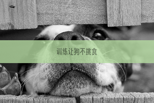 训练让狗不挑食