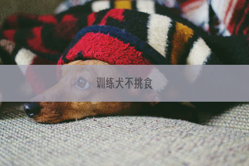 训练犬不挑食