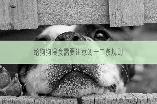 给狗狗喂食需要注意的十二条规则