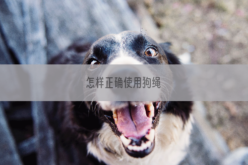 怎样正确使用狗绳