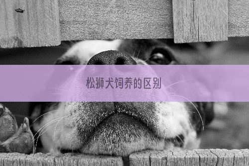 松狮犬饲养的区别