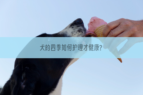 犬的四季如何护理才健康?