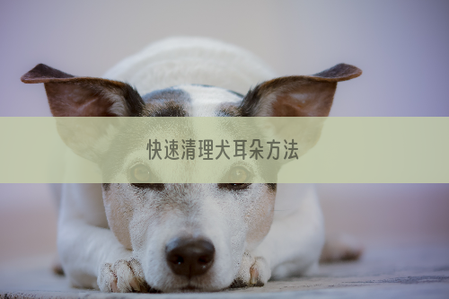 快速清理犬耳朵方法