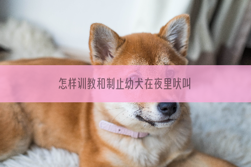 怎样训教和制止幼犬在夜里吠叫