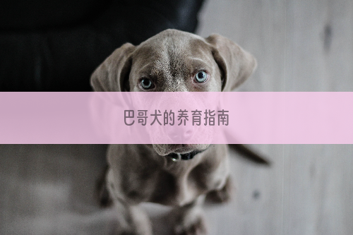 巴哥犬的养育指南