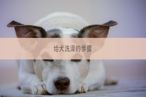 给犬洗澡的步骤
