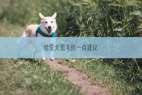 给爱犬剪毛的一点建议