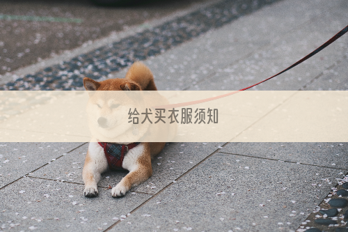 给犬买衣服须知