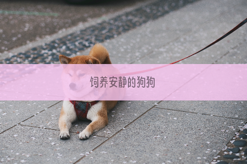 饲养安静的狗狗