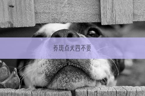养斑点犬四不要