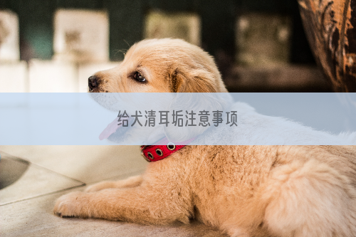 给犬清耳垢注意事项