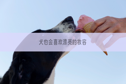 犬也会喜欢漂亮的妆容