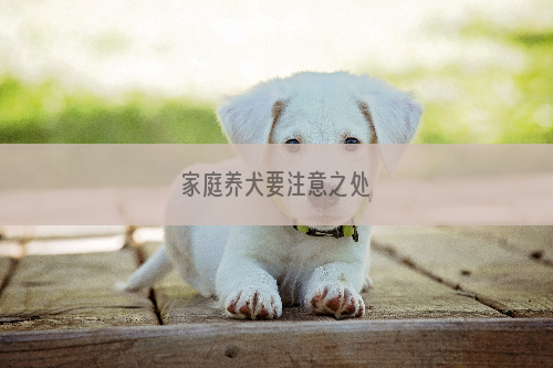 家庭养犬要注意之处