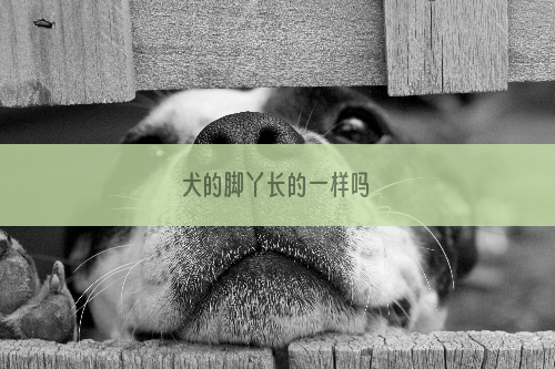 犬的脚丫长的一样吗