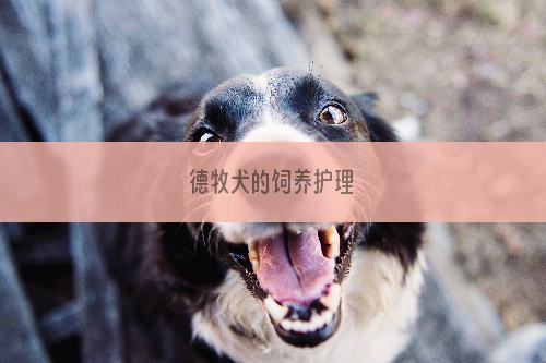 德牧犬的饲养护理