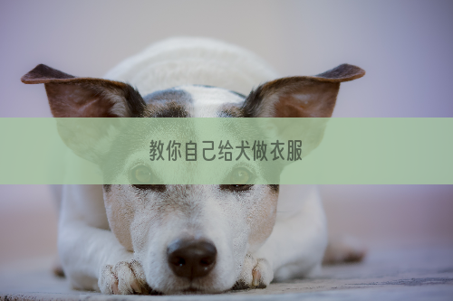 教你自己给犬做衣服