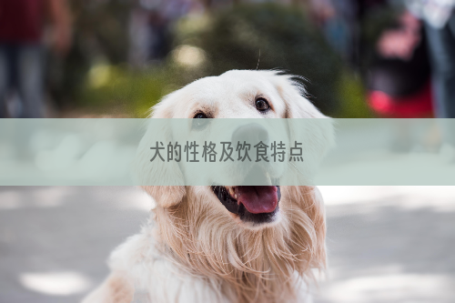 犬的性格及饮食特点