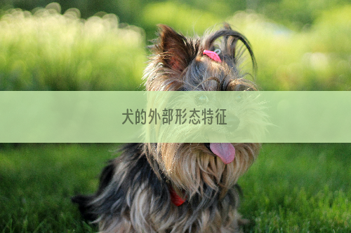 犬的外部形态特征