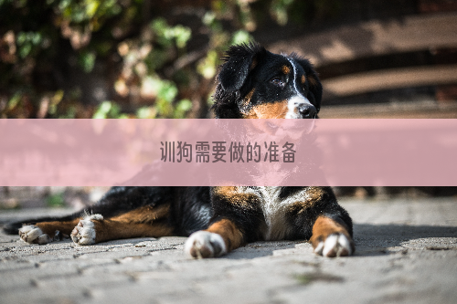 训狗需要做的准备