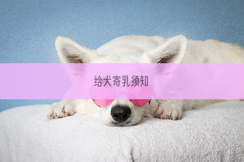 给犬寄乳须知