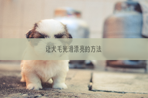 让犬毛光滑漂亮的方法