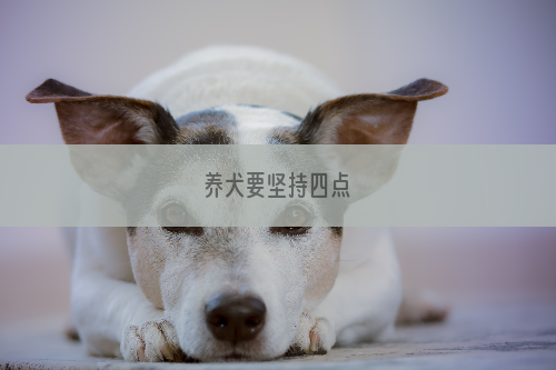 养犬要坚持四点