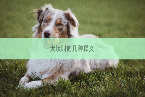 犬吠叫的几种释义